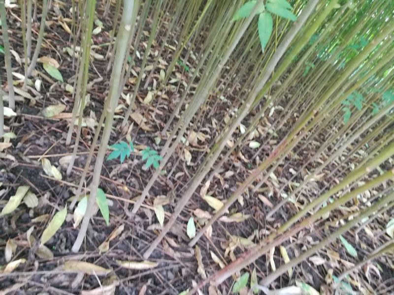 红油香椿树10cm以下