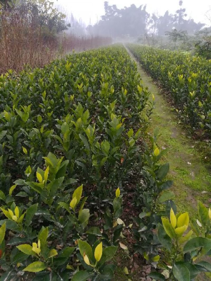 红油香椿树10cm以下
