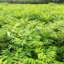 红油香椿树10cm以下