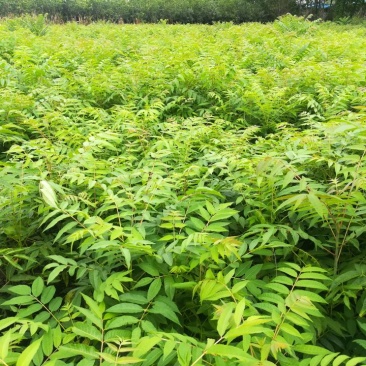 红油香椿树10cm以下