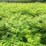 红油香椿树10cm以下