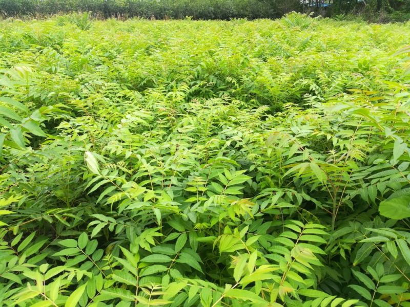 红油香椿树10cm以下