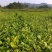 红油香椿树10cm以下