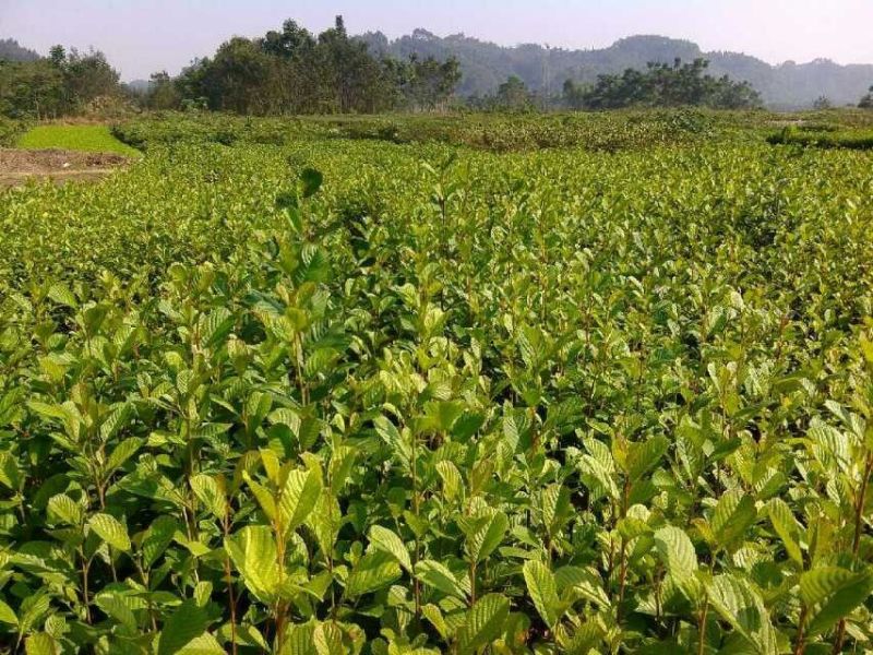 红油香椿树10cm以下