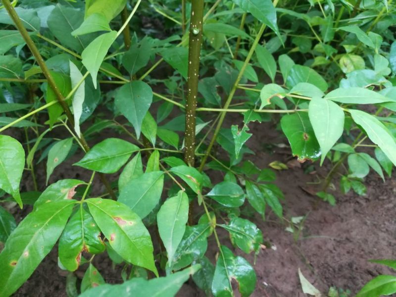 红油香椿树10cm以下