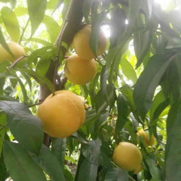 中油8号黄油桃，黄菊油桃