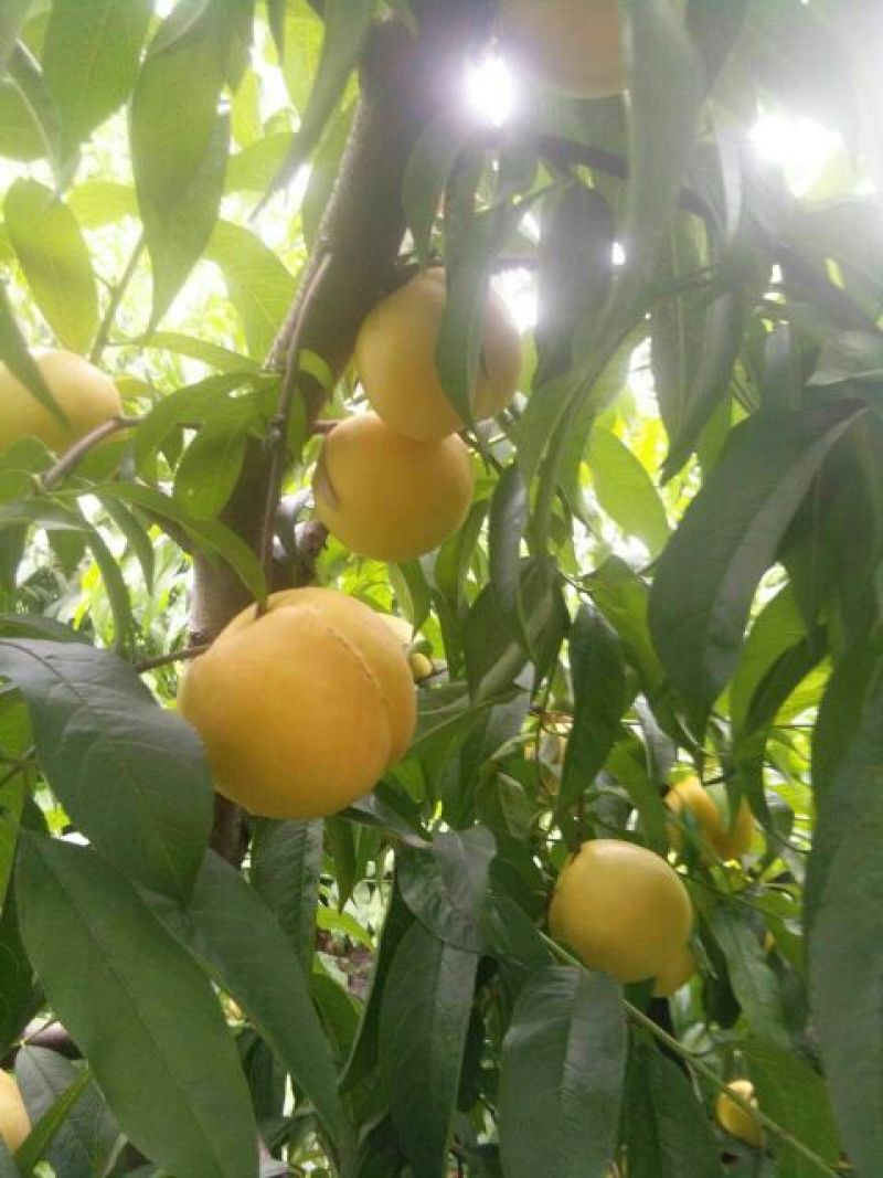 中油8号黄油桃，黄菊油桃