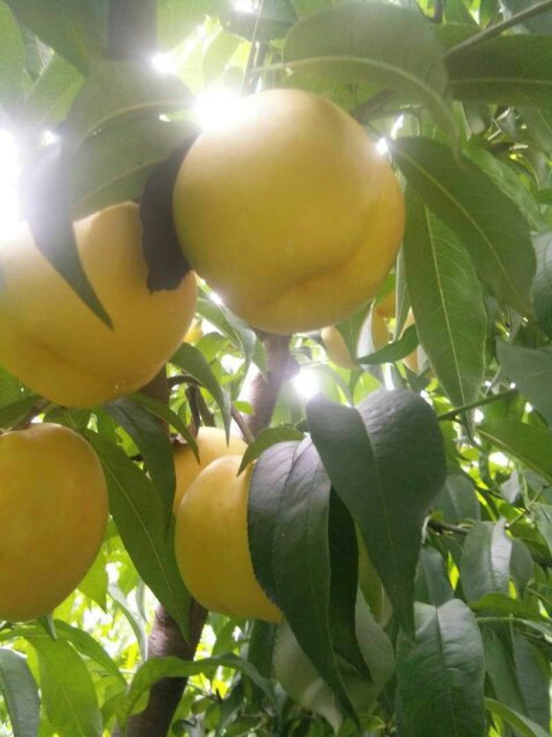 中油8号黄油桃，黄菊油桃