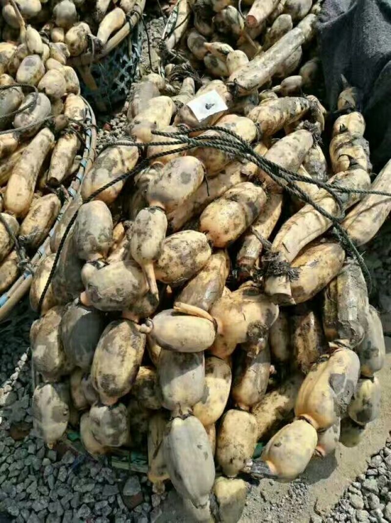 莲藕大量走货，质量保证，欢迎新老客户采购！！