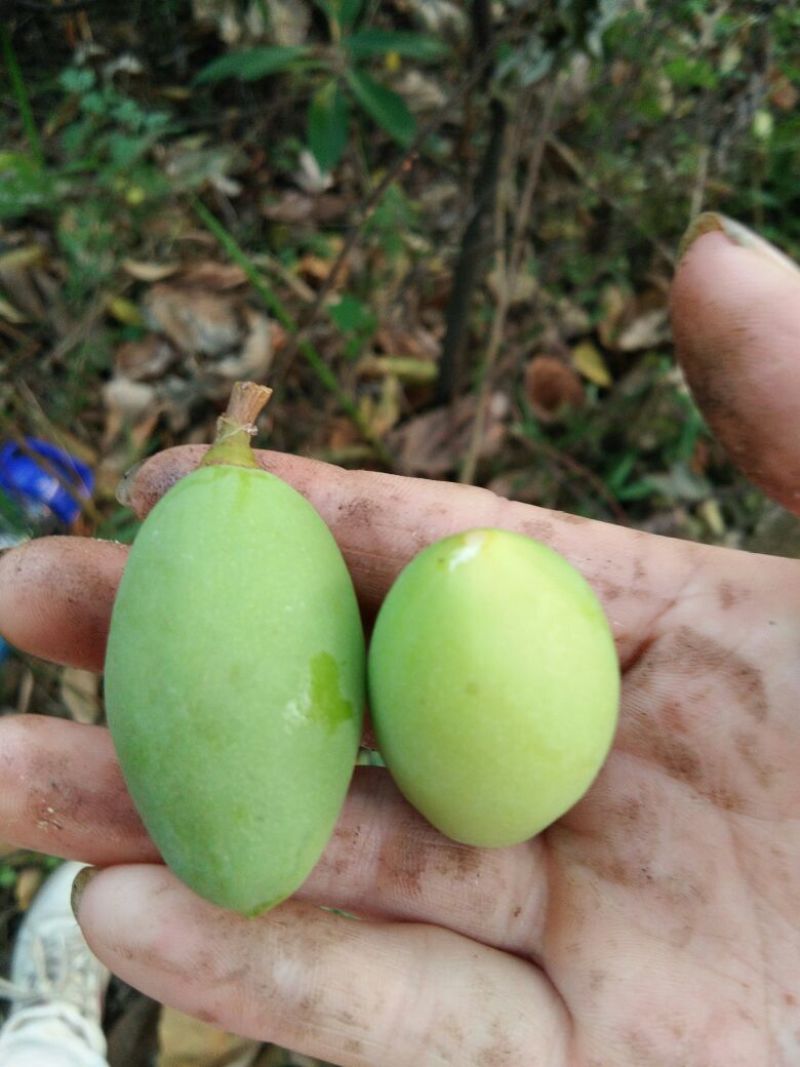手摘橄榄批发