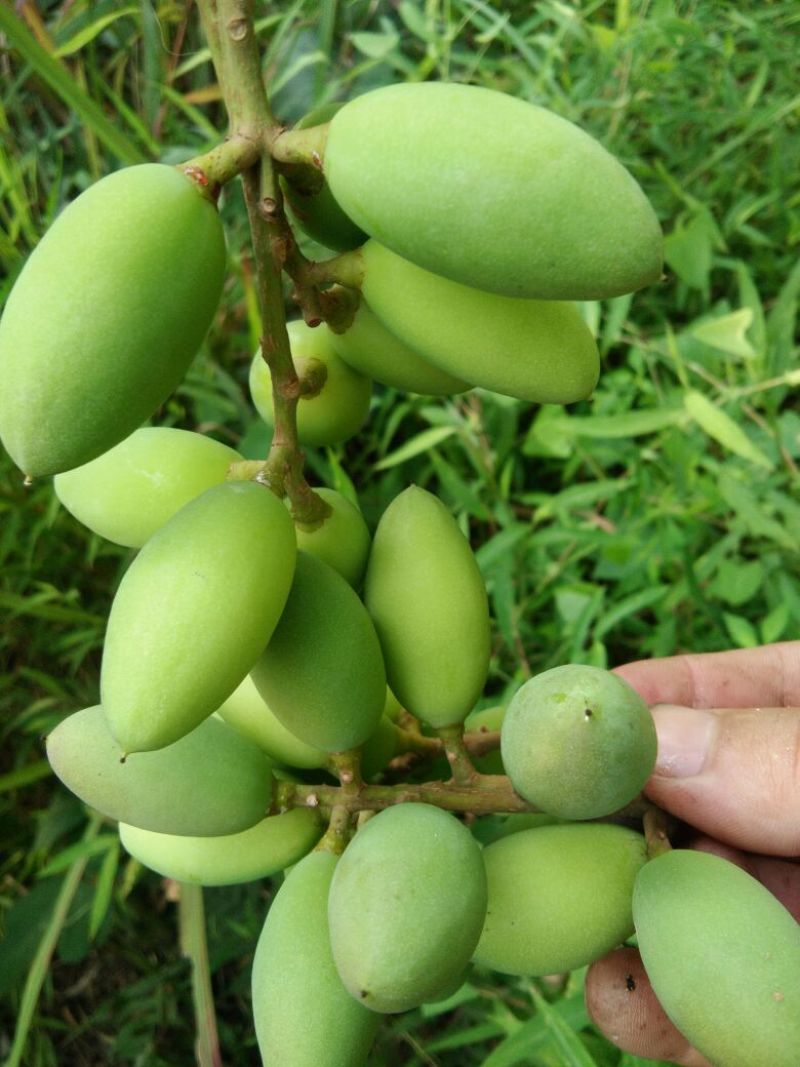 手摘橄榄批发