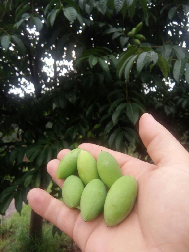 手摘橄榄批发