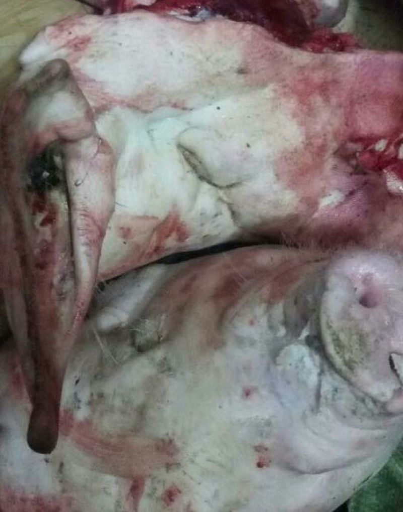 猪头肉散装