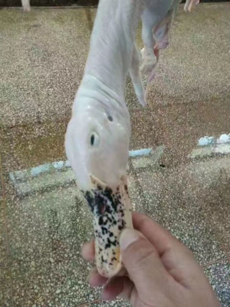 白条鸭