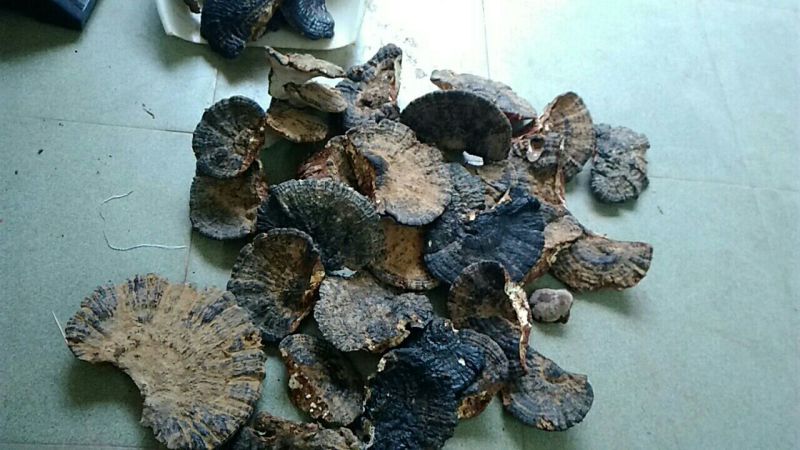 广西祟左本地：药用灵芝薄树芝