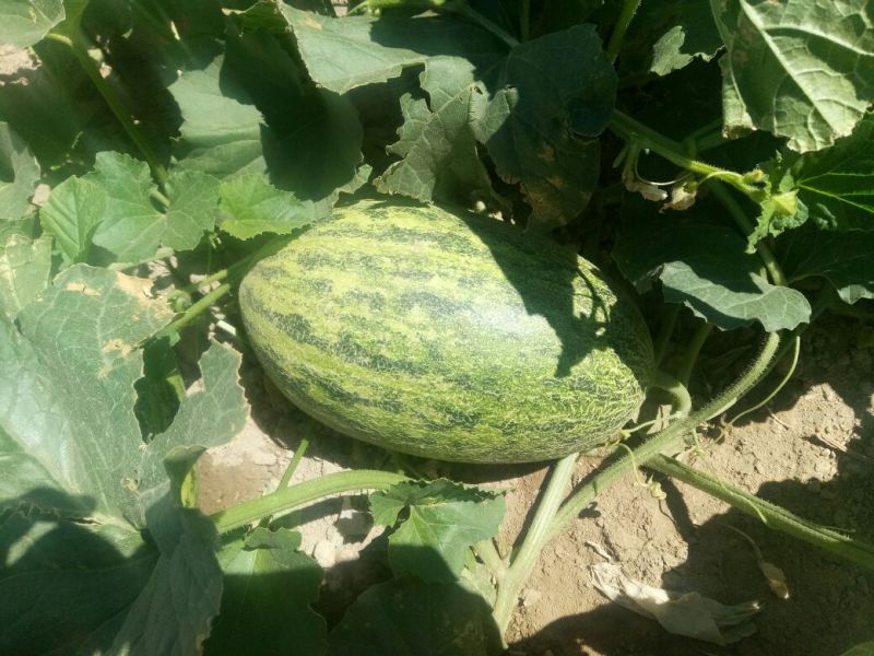 淖毛湖86王精品哈密瓜