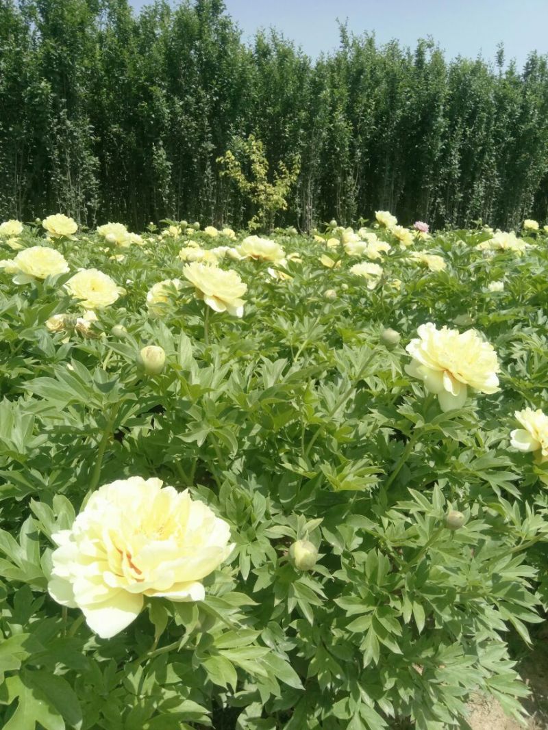 芍药观赏芍药芍药苗盆栽芍药重瓣芍药千层芍药