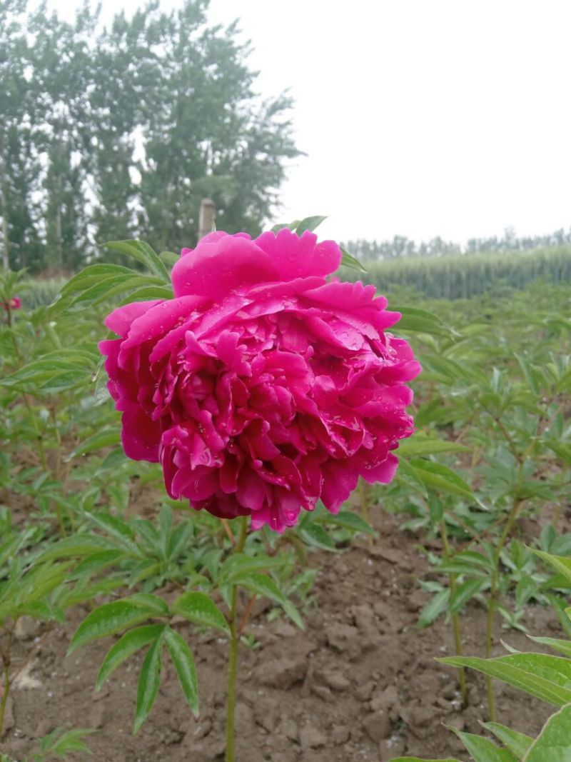 芍药观赏芍药芍药苗盆栽芍药重瓣芍药千层芍药