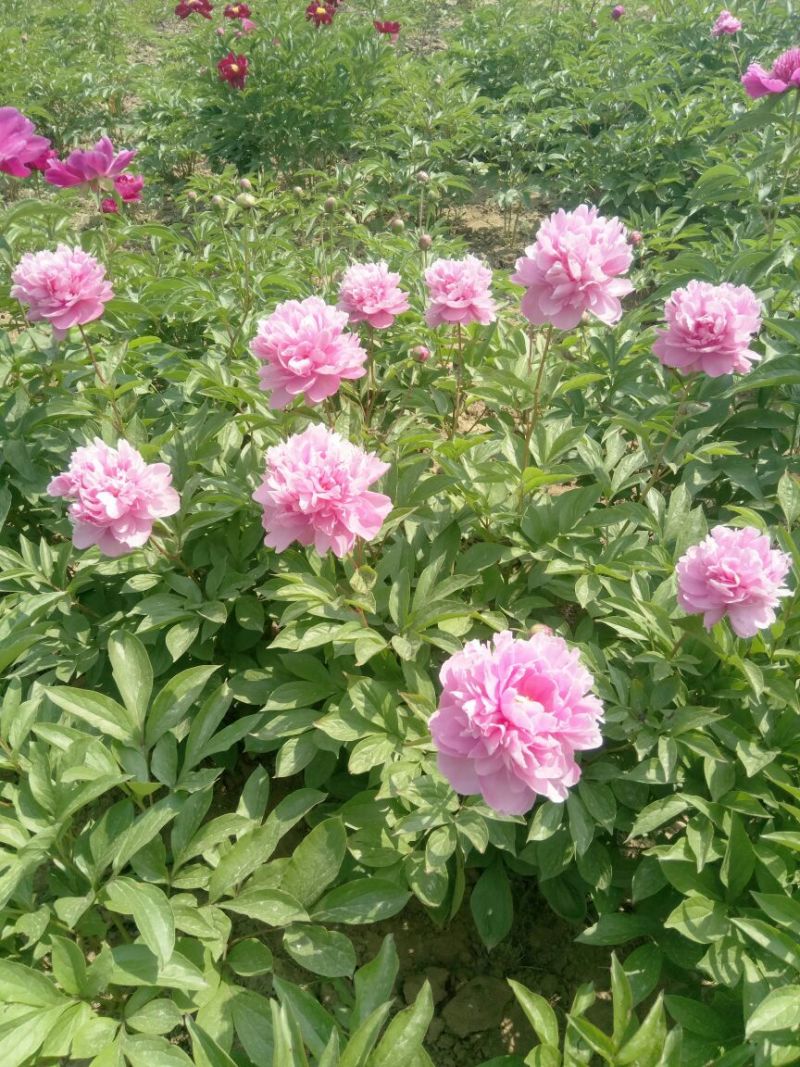 芍药观赏芍药芍药苗盆栽芍药重瓣芍药千层芍药