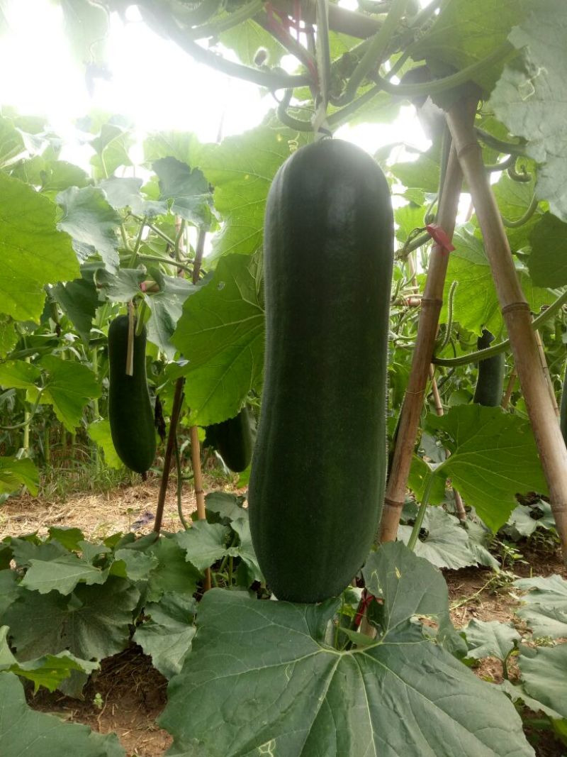 黑皮冬瓜30斤以上吊冬瓜