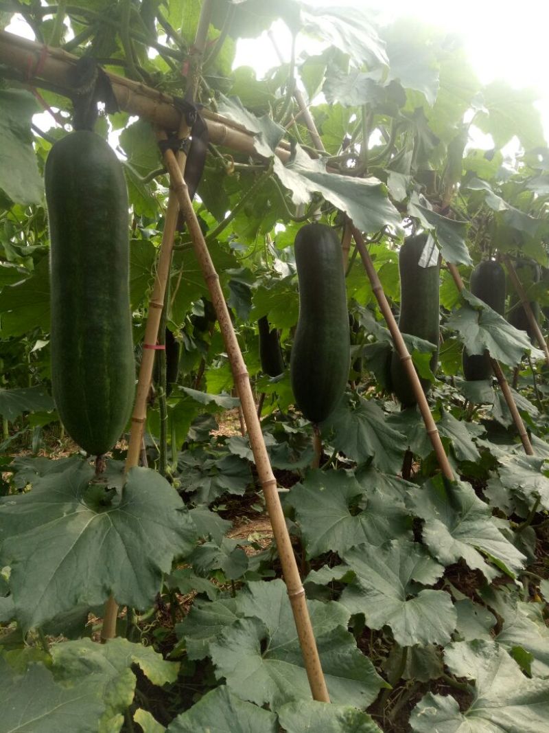 黑皮冬瓜30斤以上吊冬瓜