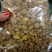 阿魏干货盒装钓鱼诱饵2斤起包邮量大从优