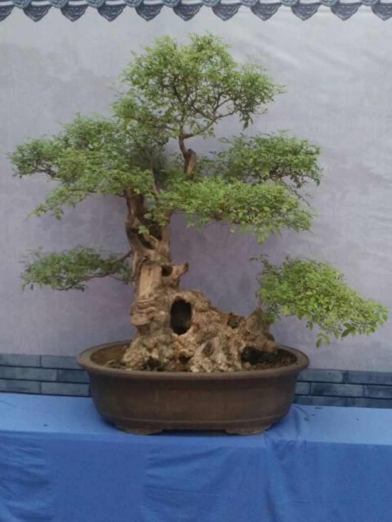 黄荊疙瘩盆景