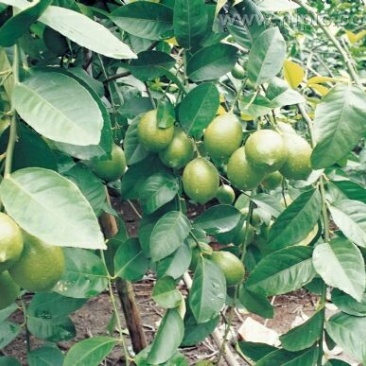 柠檬苗50~80cm