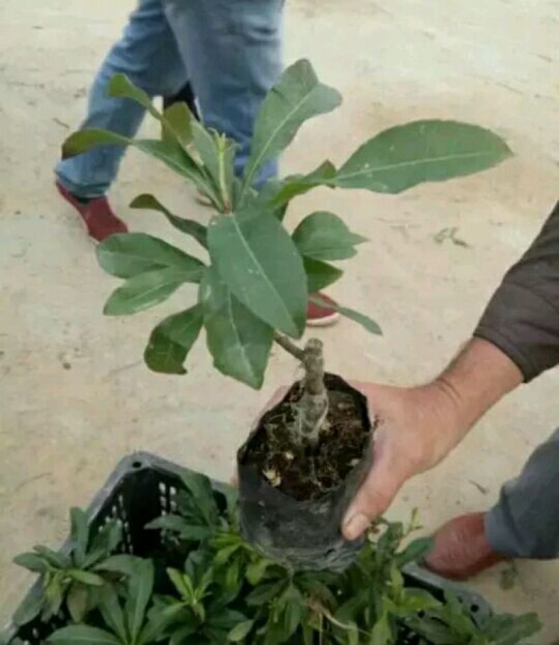 杨梅苗杨梅树苗