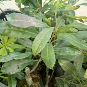杨梅苗杨梅树苗