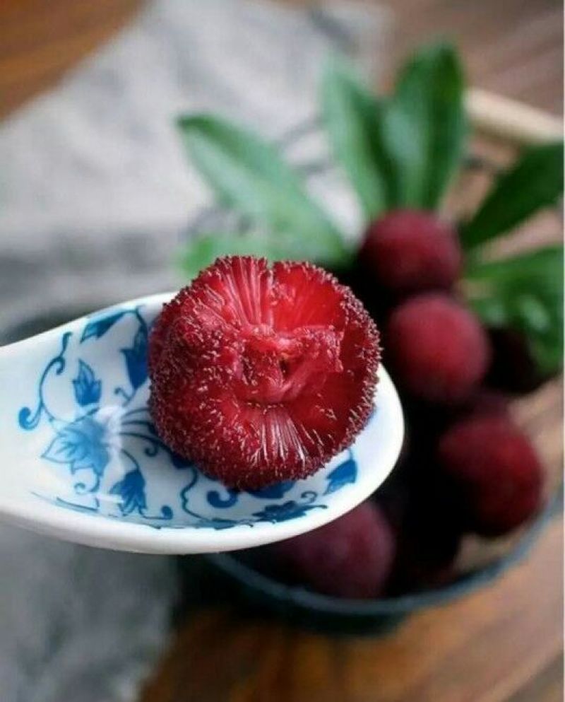 杨梅苗杨梅树苗