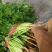 大叶香菜20~25厘米以上