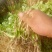 大叶香菜20~25厘米以上