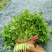 大叶香菜20~25厘米以上
