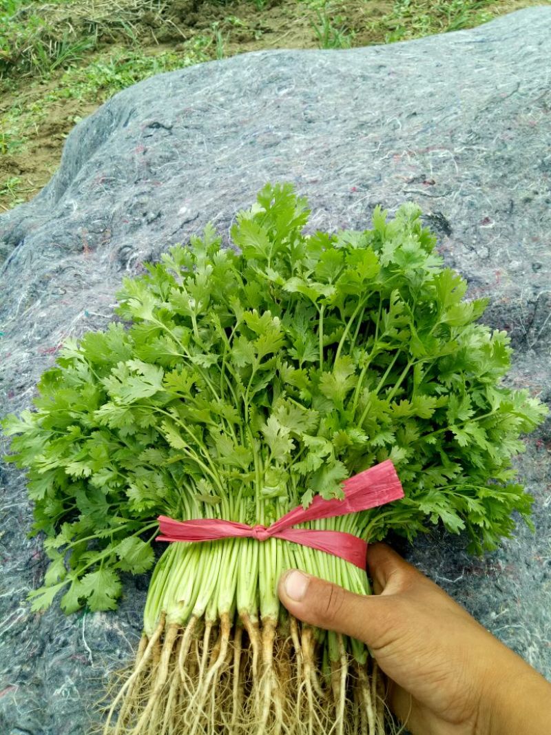 大叶香菜20~25厘米以上