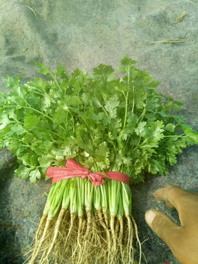 大叶香菜20~25厘米以上