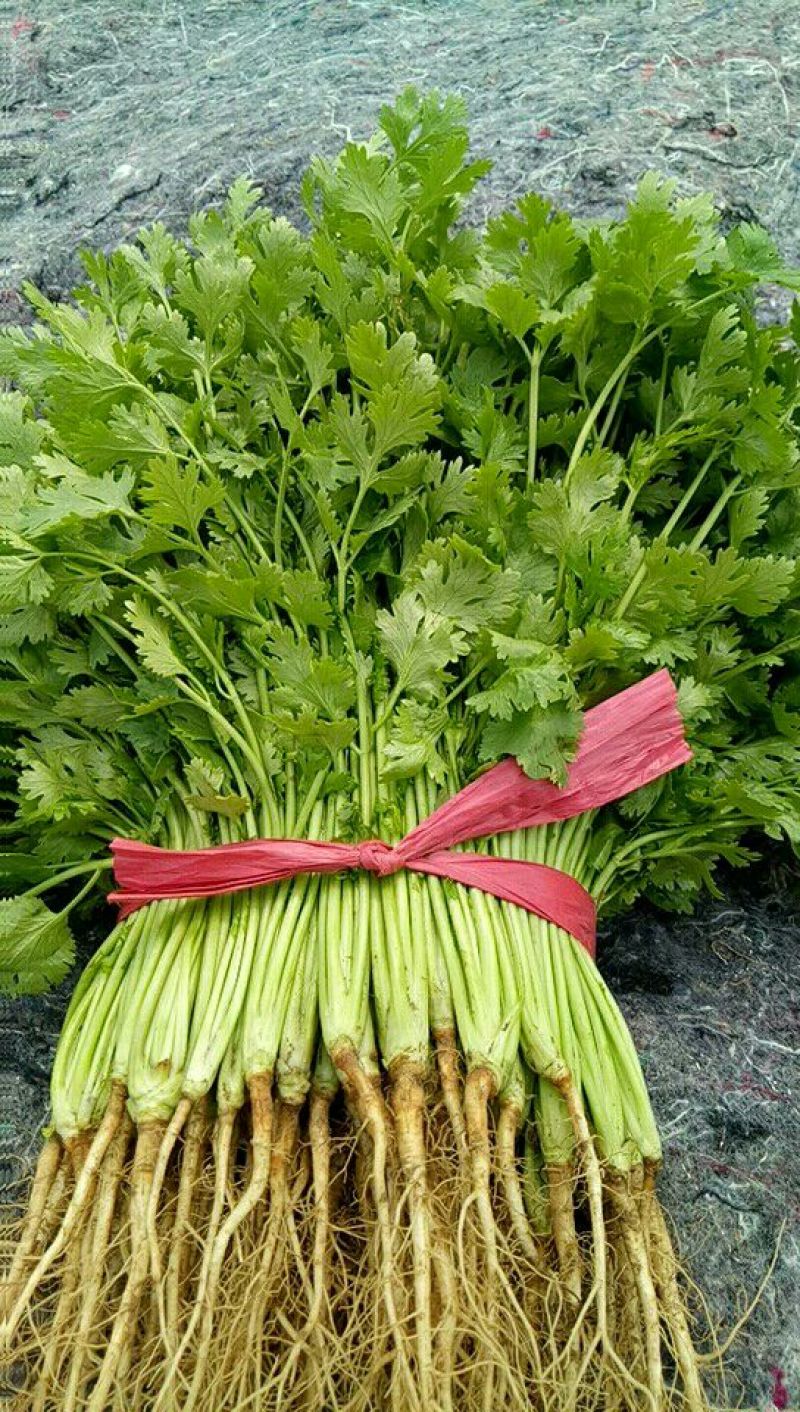 大叶香菜20~25厘米以上