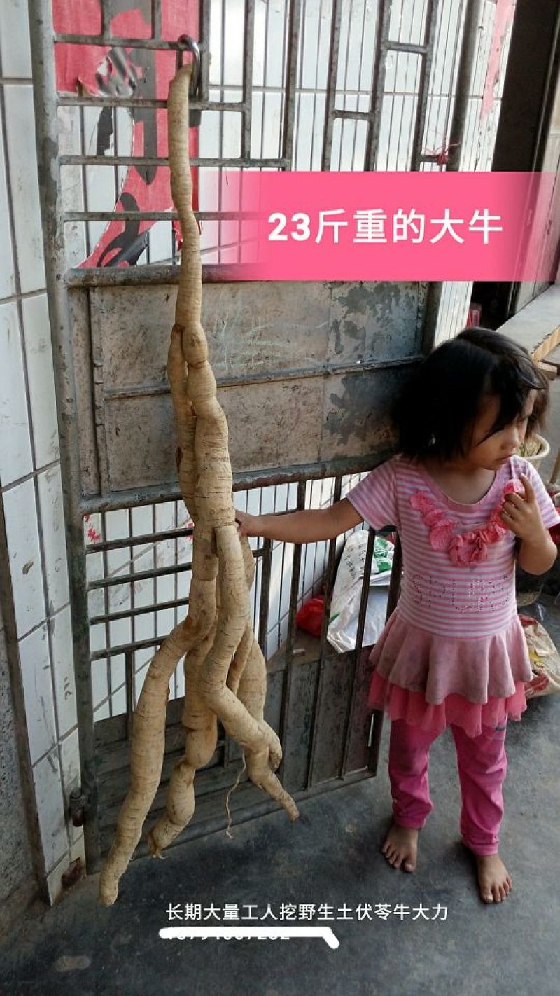 野生牛大力别名倒吊金钟、大力薯，野生牛大力欢迎联系