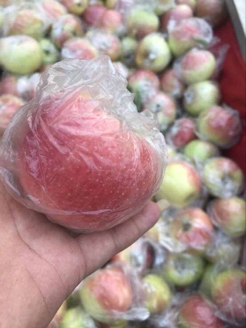 美八苹果