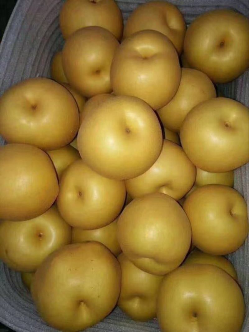 丰水梨