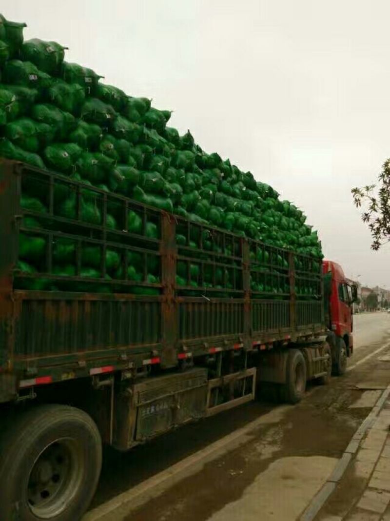 精品扁包菜，产地直销，质量保证，量大从优，合作共赢