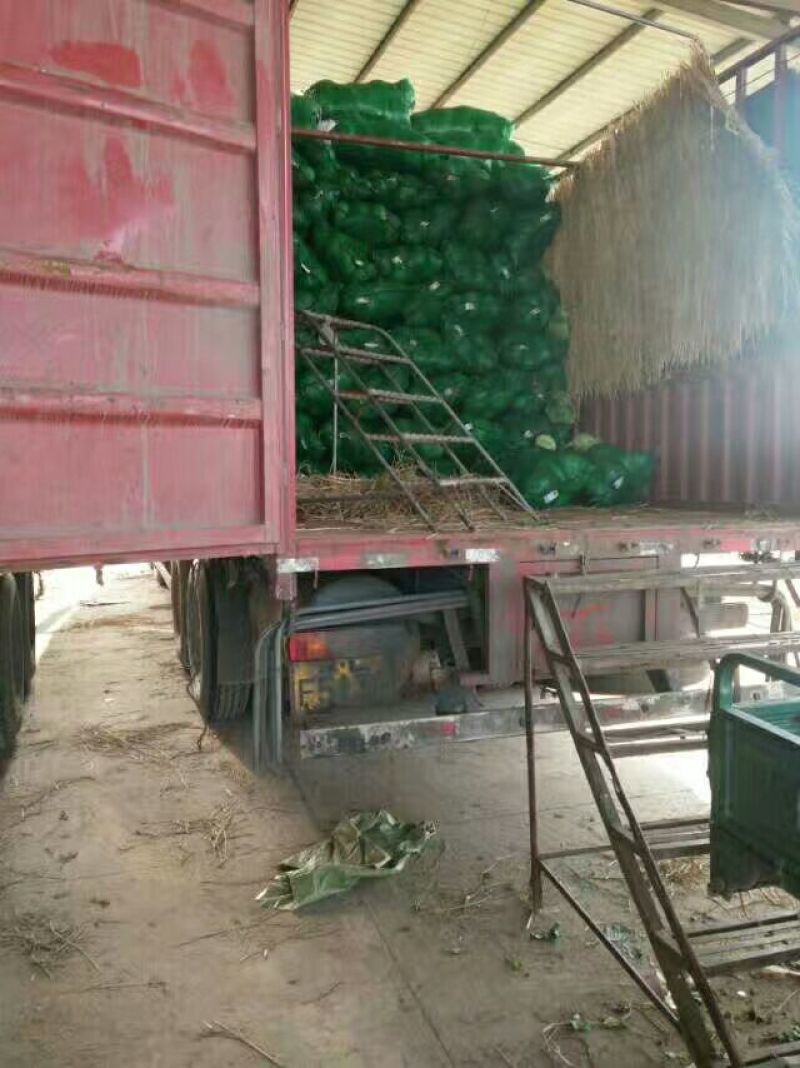 精品扁包菜，产地直销，质量保证，量大从优，合作共赢
