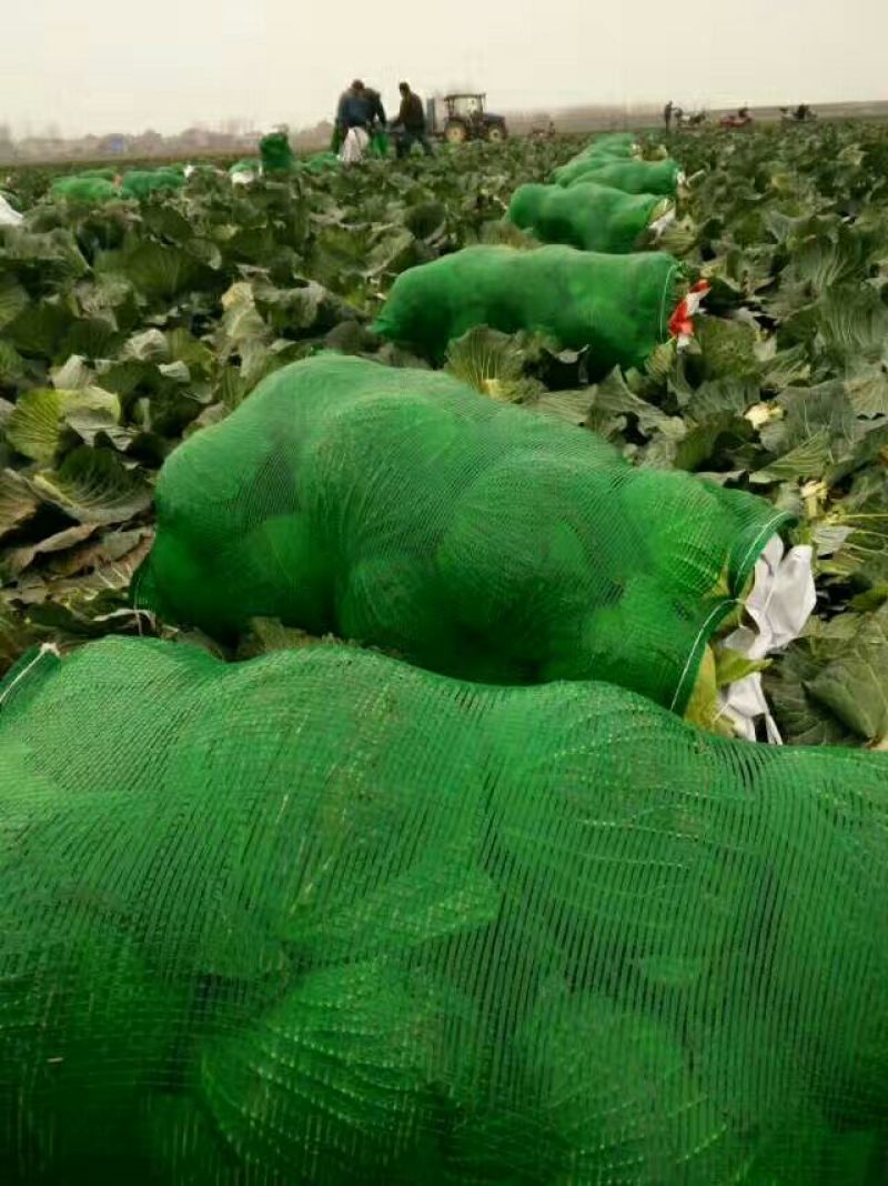 精品扁包菜，产地直销，质量保证，量大从优，合作共赢