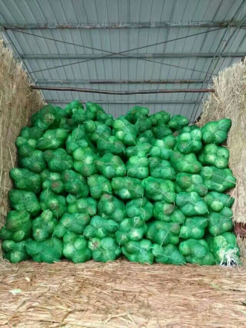 精品扁包菜，产地直销，质量保证，量大从优，合作共赢