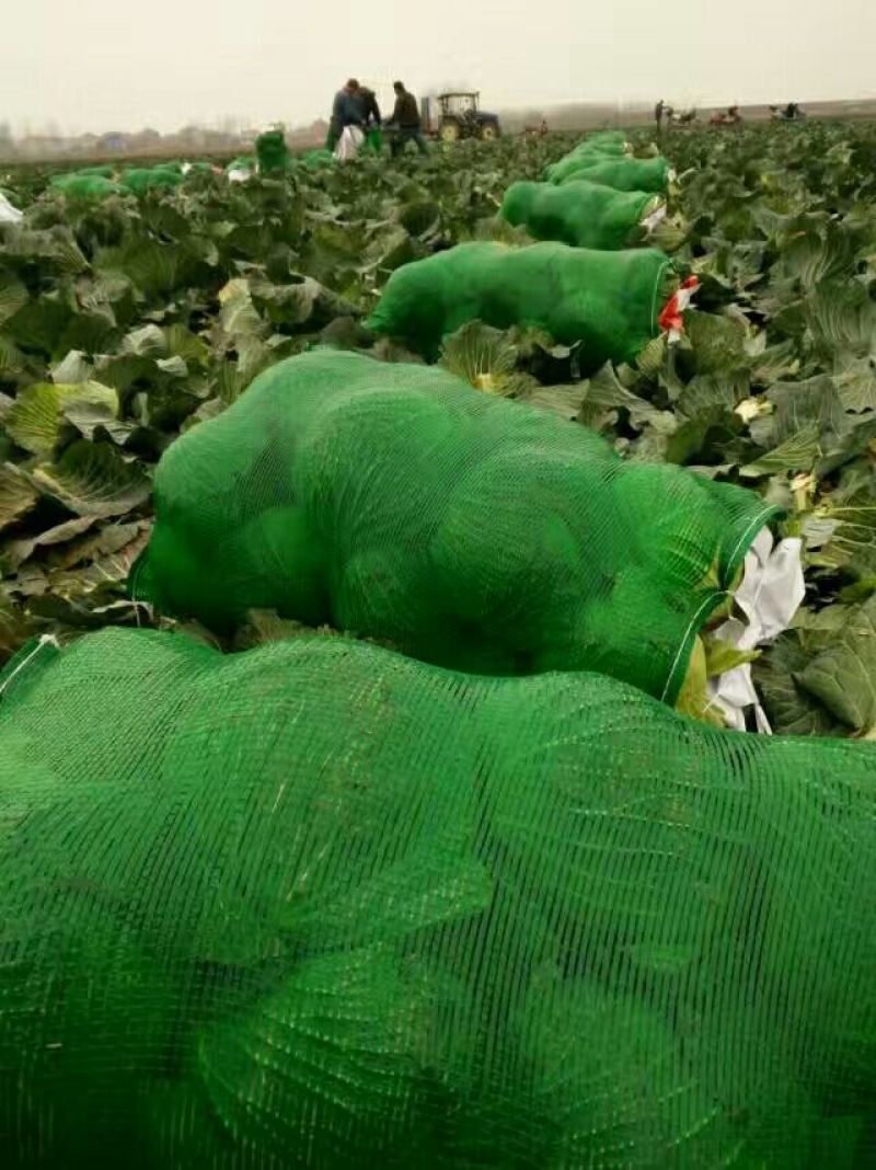 精品扁包菜，产地直销，质量保证，量大从优，合作共赢