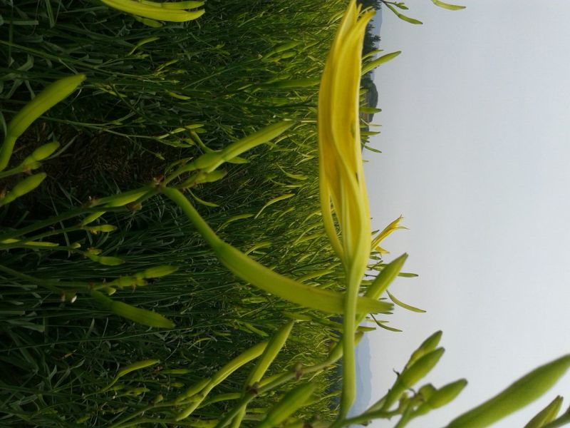 干黄菜