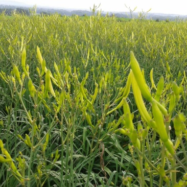 干黄菜