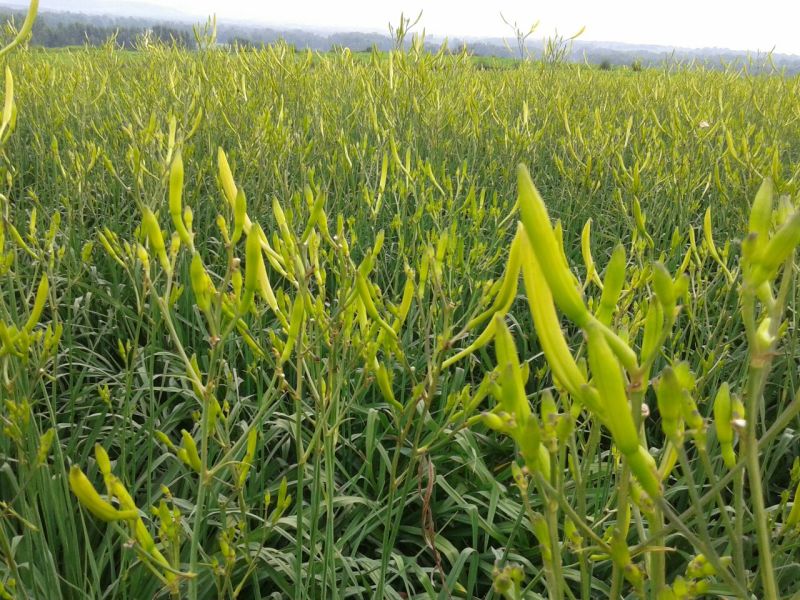 干黄菜