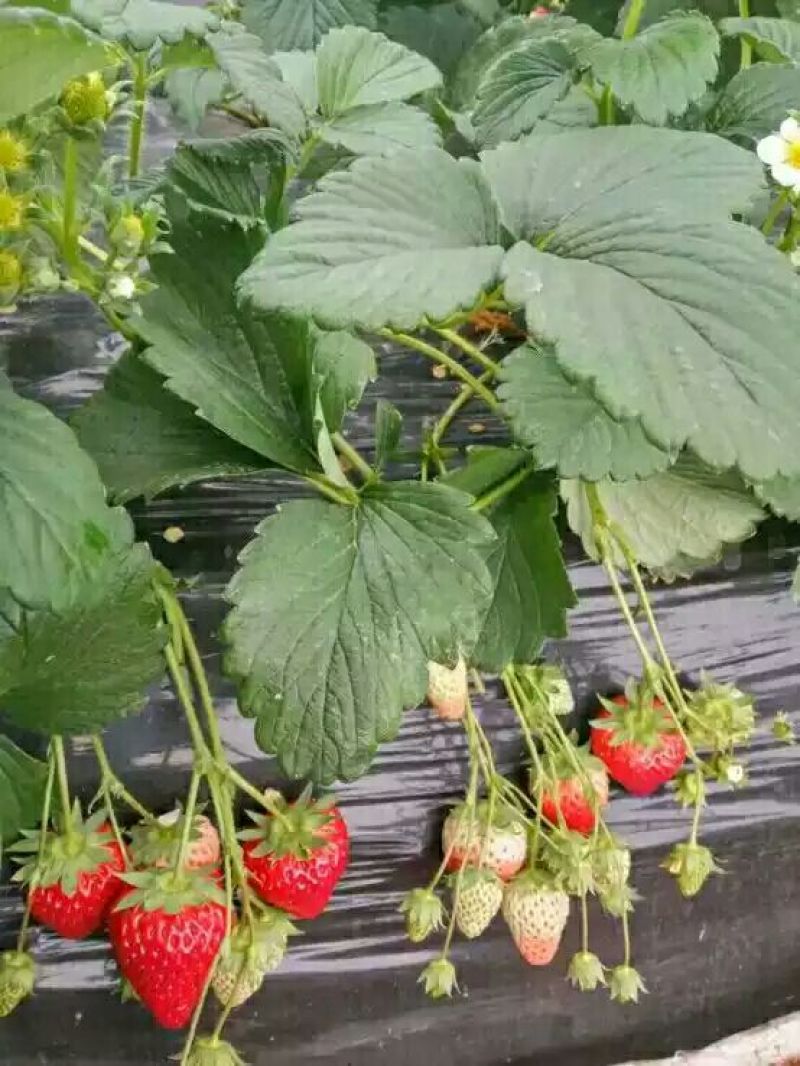 大叶红颜建德红大叶宁玉草莓苗