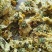 药用菊花散装